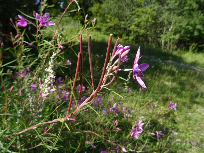 Chamaenerion dodonaei (ex Epilobium dodonaei) - Onograceae